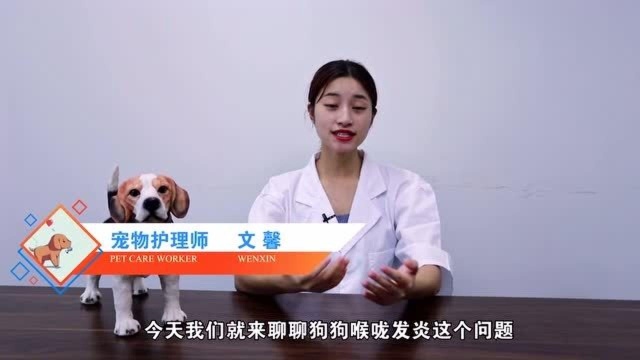 狗狗喉咙不舒服?如果伴有精神萎靡,一定要重视!