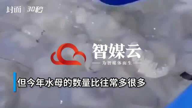 30秒|乌克兰巨大水母群覆盖海面 密密麻麻场面诡异