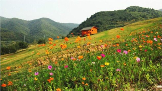 这里的牧场四季景致各异,五彩缤纷的鲜花覆盖了整个牧场