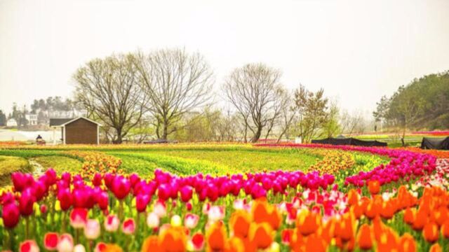 武汉木兰花乡万亩郁金香花海来袭,美景燃爆朋友圈