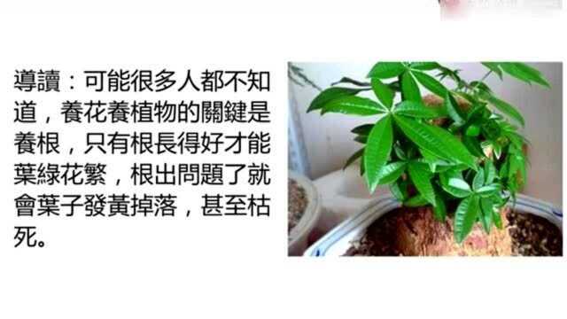 花盆底垫上这两样东西,保证你的花样20年都不烂根部黄叶