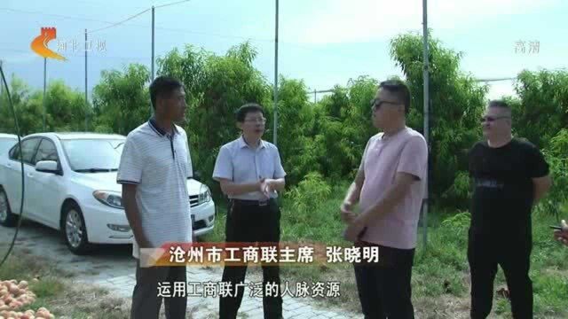 【庆丰收 迎小康】沧州海兴:种下“扶贫桃” 收获“致富果”