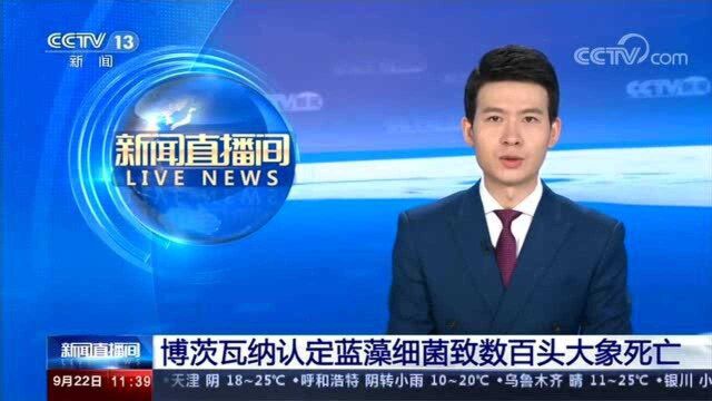 博茨瓦纳认定蓝藻细菌致数百头大象死亡