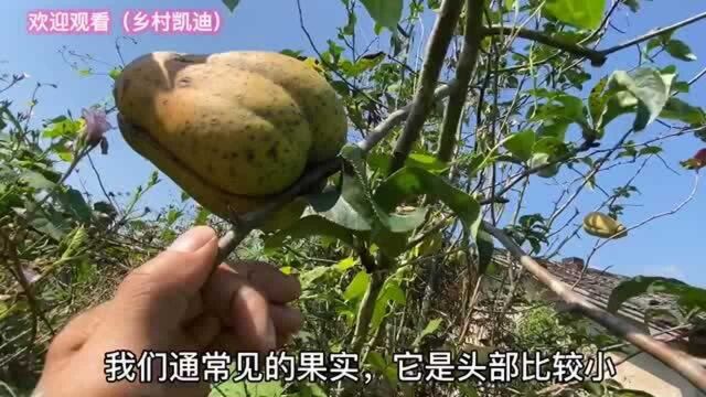 路边发现一棵罕见植物,满树果实像“拳头”,连90岁奶奶都没见过