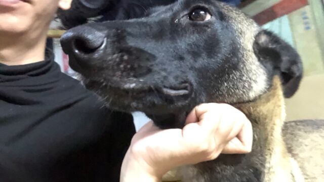 谁说马犬只适合做军警用犬?我家马犬就能做伴侣犬