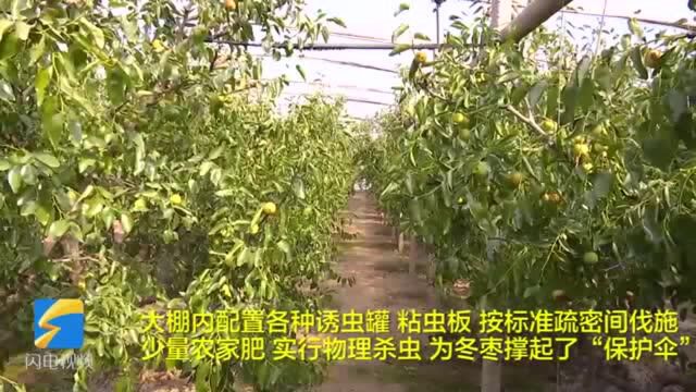 37秒丨滨州沾化:小小冬枣的品牌发展致富路