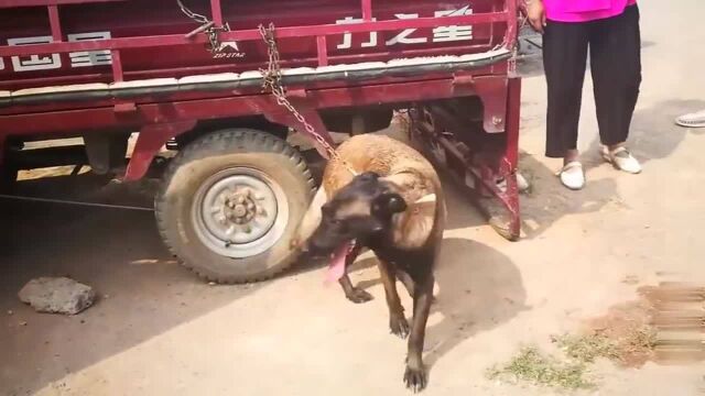 狗市:一公一母两条马犬,两主人变成一个主人,这是要配种了!