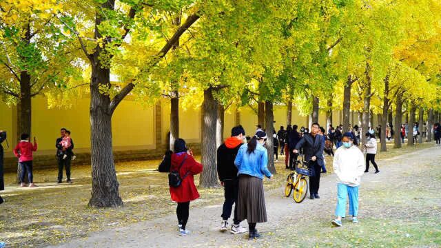 美出天际!众多市民打卡北京钓鱼台银杏大道