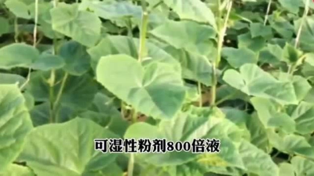 华清白抑制治愈白癜风有效白白农村绿之洲:大棚蔬菜霜霉病如何防治?