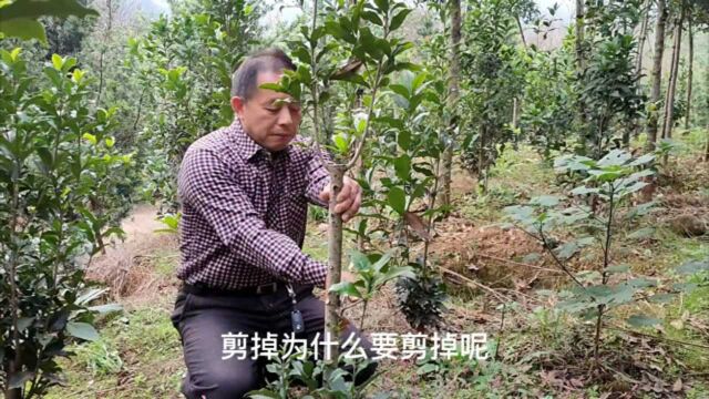 桂花树到底高杆还是矮杆?老杨分析市场前景,高杆矮杆各有用途!