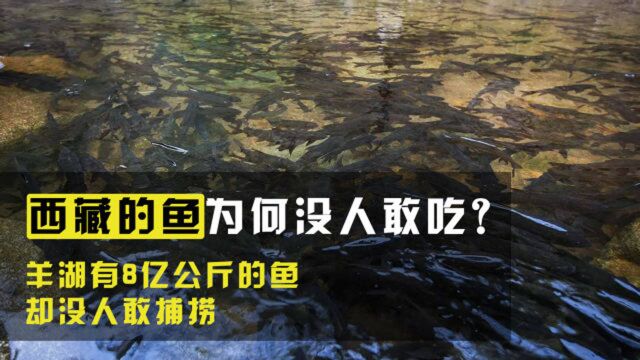 西藏羊湖中有8亿公斤的鱼,为何却没人敢去捕捞,也没人敢吃?