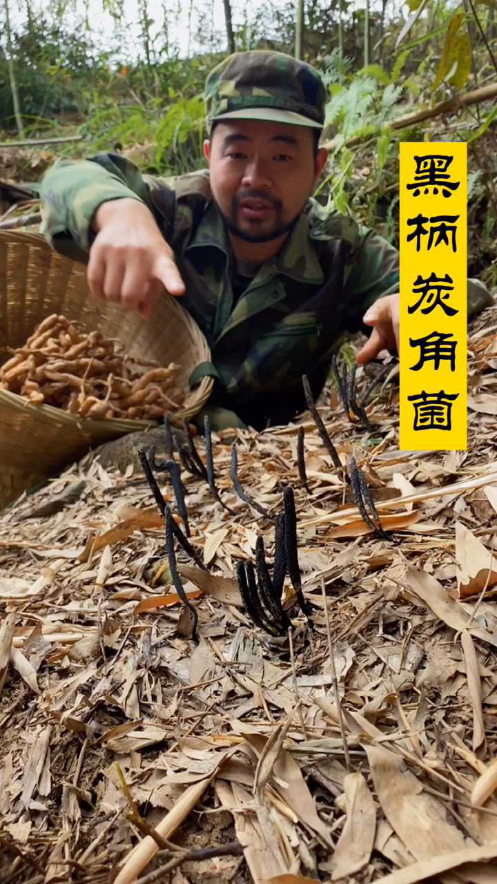 黑柄炭角菌_腾讯视频