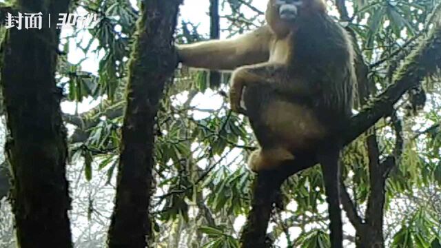 30秒 | 四川黄龙景区首次拍摄到野生川金丝猴种群