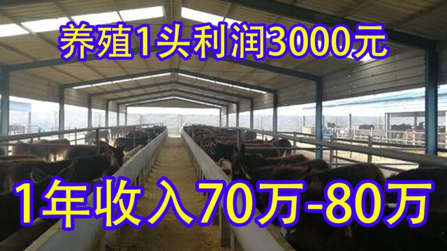 养1头利润3000元,养殖10个月年收入7080万,看完后你想养殖吗