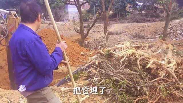 田耕地上:村子以前的“崩杂”都被挖掘机清理,地都变得平整了