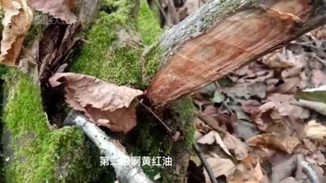 看看为什么,东北沉香木比钉子还硬呢?你知道吗?