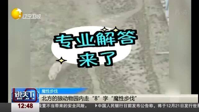 动物园狼区工作人员解释:走“8”字的狼是因为地位低下