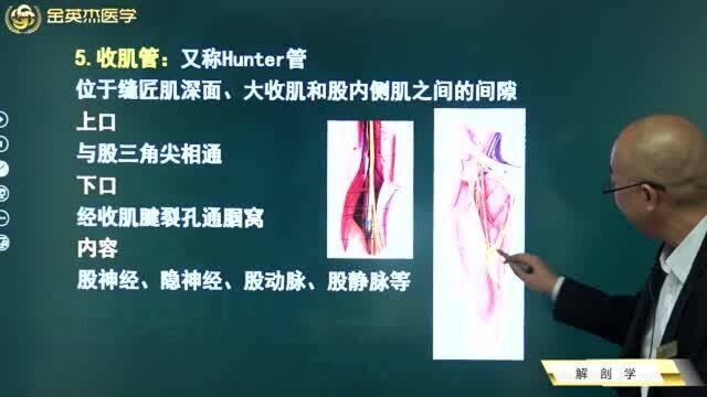 临床解剖学:梨状肌上孔和梨状肌下孔,股三角,血管腔隙,收肌管