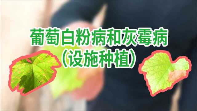 葡萄白粉病和灰霉病(设施种植)| 中科易农