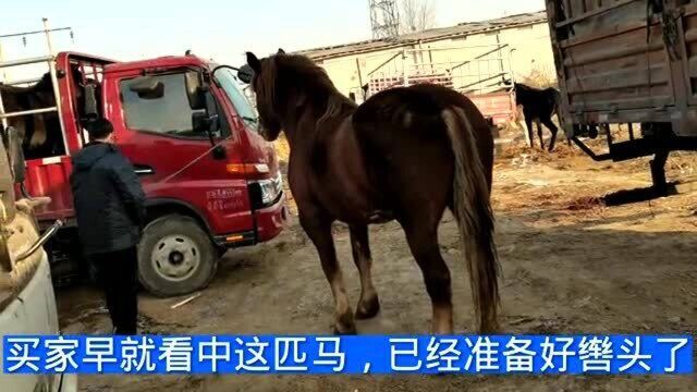 1400斤的重型大马,可惜被当做肉马卖掉,看完真心酸