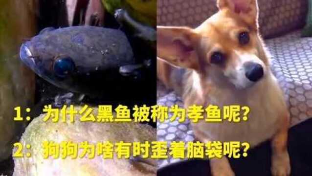 为什么黑鱼被称为孝鱼呢? 狗狗为啥有时歪着脑袋呢?为你解说