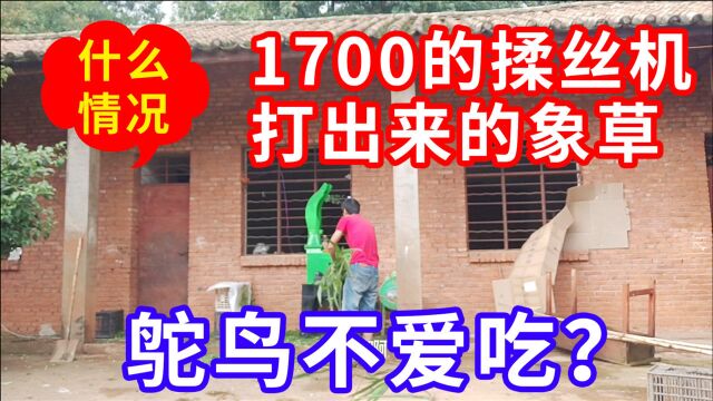 什么情况?1700块的揉丝机打出来的象草,鸵鸟一口都不吃?