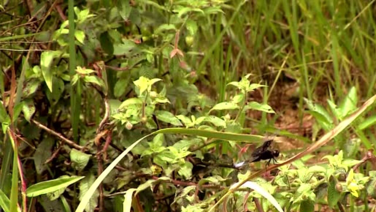 马达加斯加热带雨林里的昆虫们熟读兵法?36计融会贯通啊!