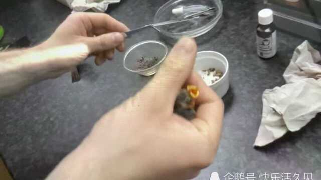 今天开始研究小鸟