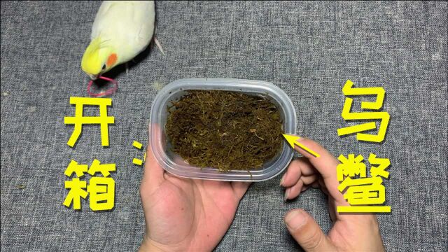 开箱:“乌鳖”1只,听说这种鳖浑身都是黑色的,买一只回来看看