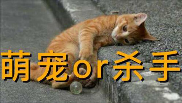 被质疑鼓励虐杀流浪猫?南大论文简析