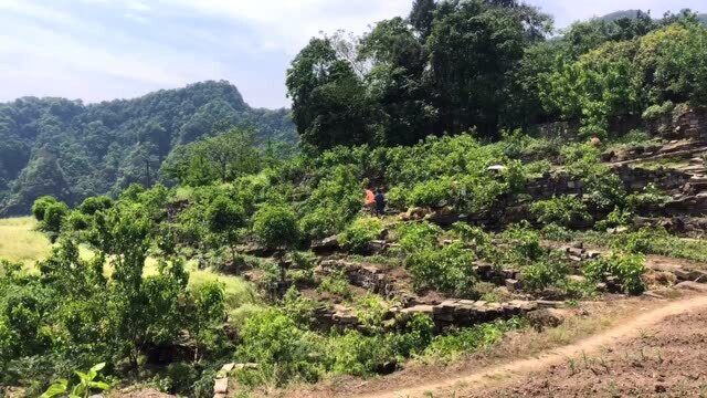 农村十几块一斤的桑葚熟了没时间摘,地上掉的到处是,免费送人都没人要