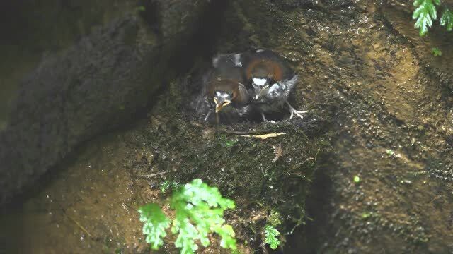 这种是什么鸟呢为什么把鸟窝建在湿漉漉的石头之间