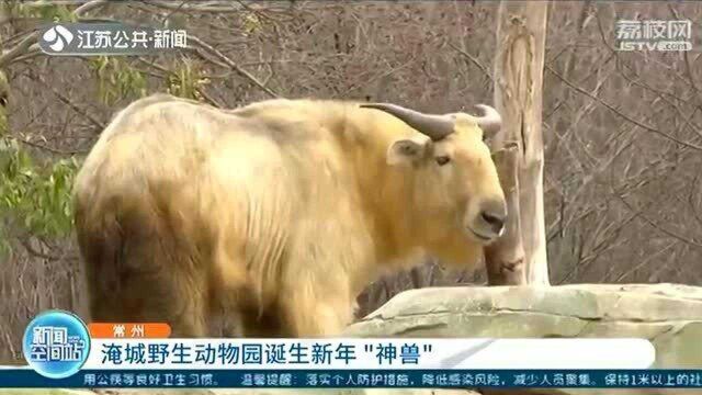 珍稀!淹城野生动物园诞生一只金毛羚牛 与国宝大熊猫齐名!