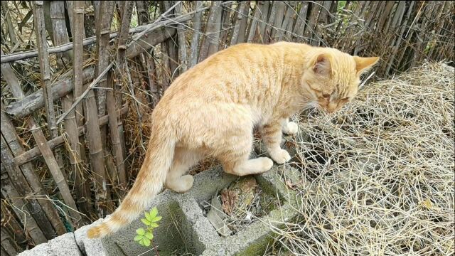 小黄猫每天溜溜达达,玩累了就睡觉