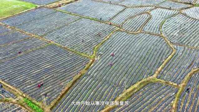 四季之歌 | 春雨霏霏万物苏