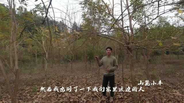 小丰家门前几十亩地被老板租了十年,只为种这种风景树,没想到价值这么高