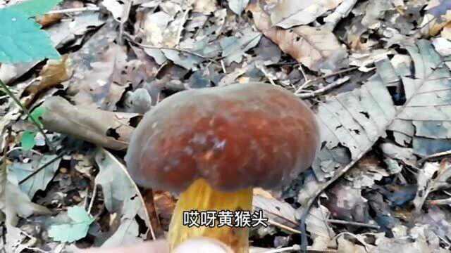 大连这种牛肝菌卖100元1斤,这片山里很多,大雨后很多人来捡蘑菇