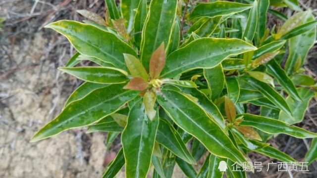 这种植物叫羊角拗,是一种中草药材,来认识一下