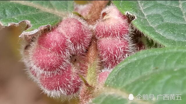 这种挂果很特别的植物叫毛果算盘子,是一种野生中草药材,来认识一下吧