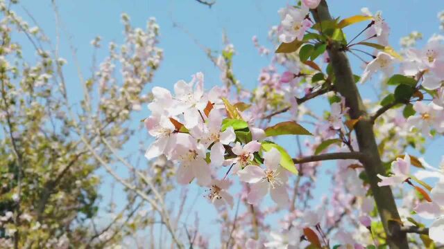 海棠花开醉春风