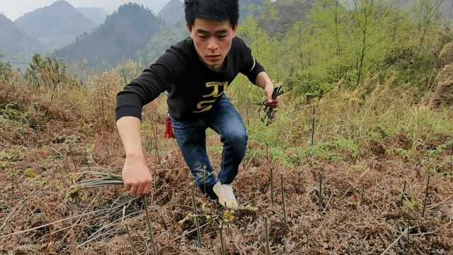 老家山上到处是橛菜,第一次遇到那么多,小伙子摘的真过瘾.