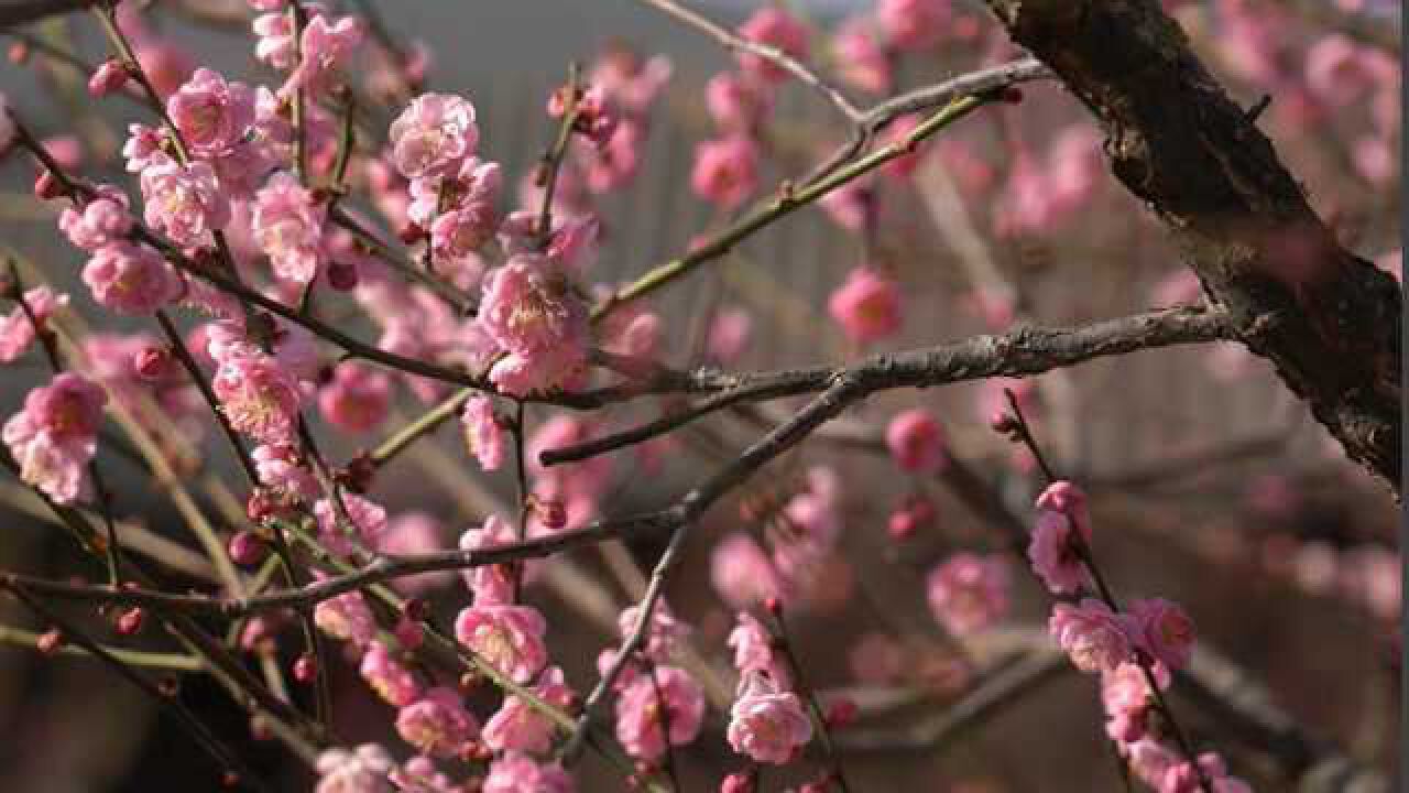 北京春日赏花路线 | 北京植物园完美印证中国园林“移步换景”的特色