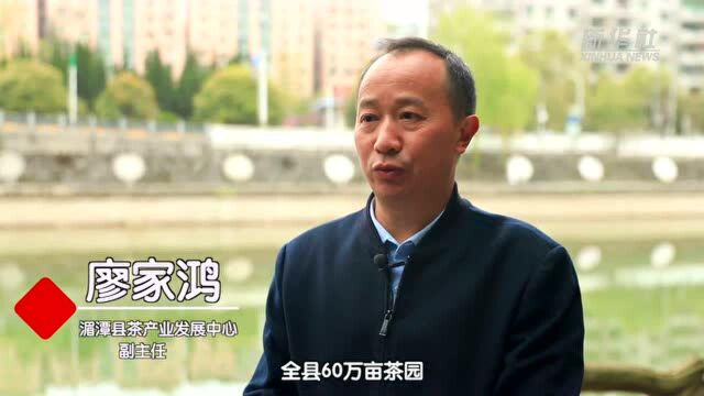 贵州湄潭:春茶采收助农增收