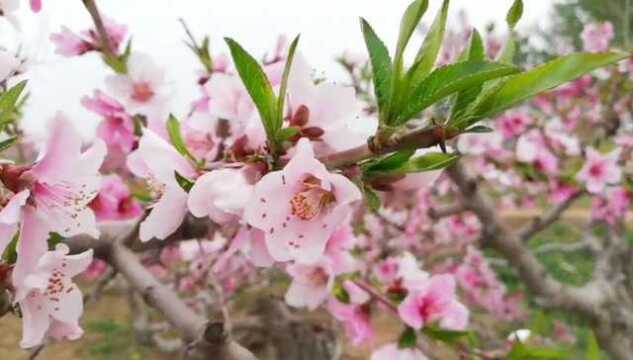 千年运河情 十里桃花源 2021首届沧州大运河桃花节今天在付家圈进行 傅家圈是沧县捷地下辖的一个自然村…