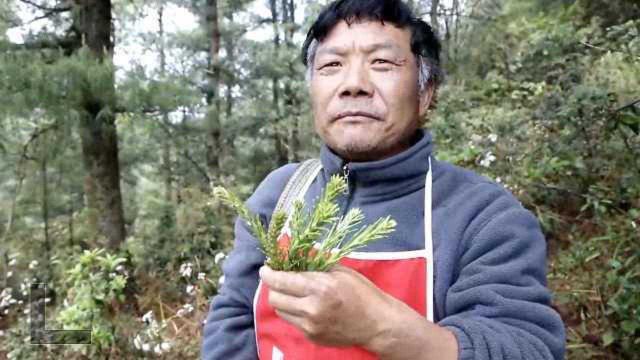 食物链顶端云南人春天有30种野花野菜可吃,沙松尖是最爱