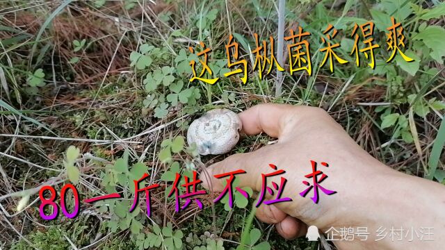 湖南湘西大山里竹笋枞菌相继问世,小伙一把抓,看收获如何