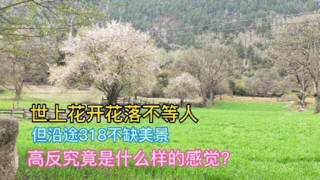 林芝的桃花沟现在咋样?318从来不缺美景.高反究竟是什么感觉