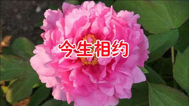 一首《今生相约》相依相偎,我们共同相守着爱的甜蜜,好听醉人!