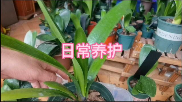 君子兰日常养护很重要,发现问题要及时处理,君子兰才能健康成长