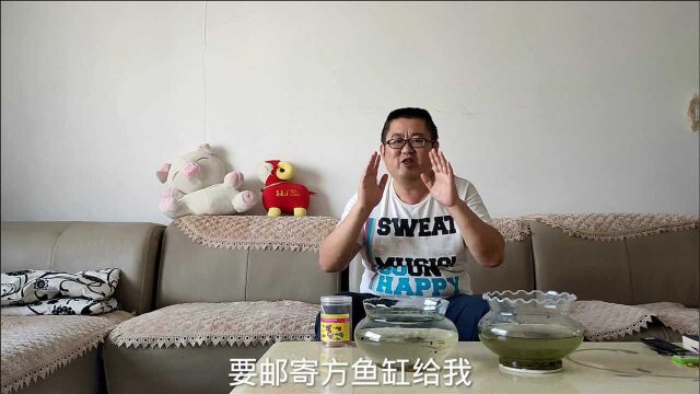 圆形鱼缸等于虐待?真的不能养鱼吗?余月分享圆形鱼缸的两大缺点